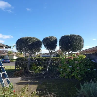 Three neatly trimmed round trees along fence