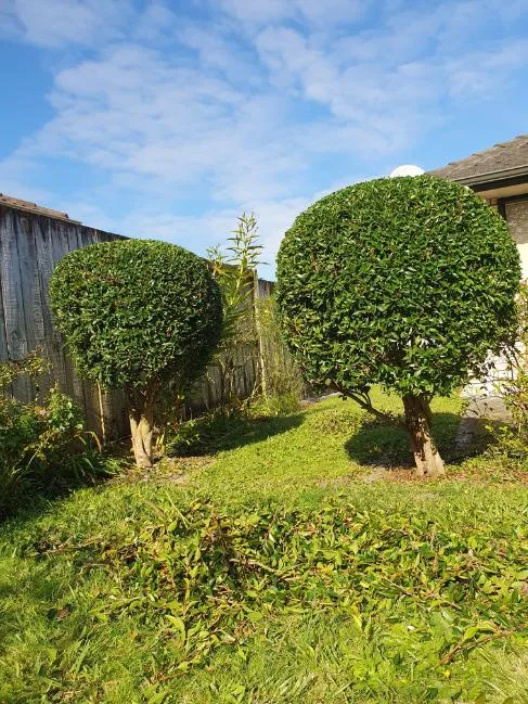 Shaped round trees after pruning